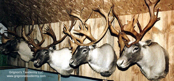 caribou mounts by grignons taxidermy studio